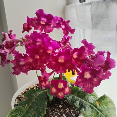 Another happy Streptocarpus! 