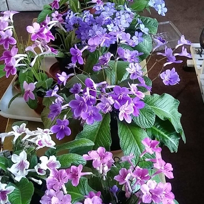 Streptocarpus