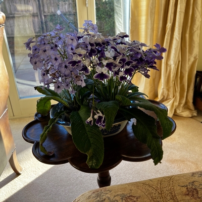 Bowl of 3 Dibleys streptocarpus bought as plugs in the Spring