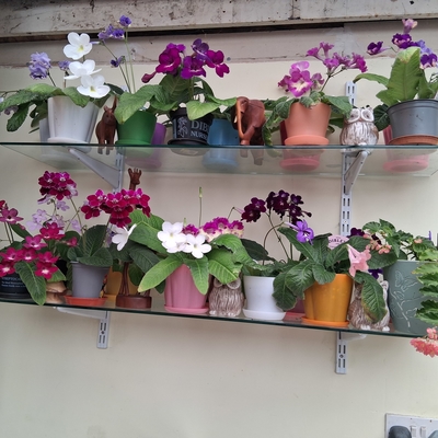 customer photo of Dibleys