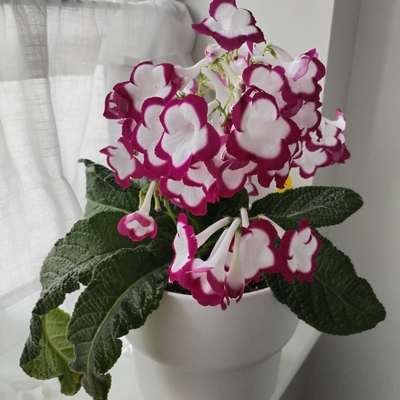 My happy Streptocarpus! 