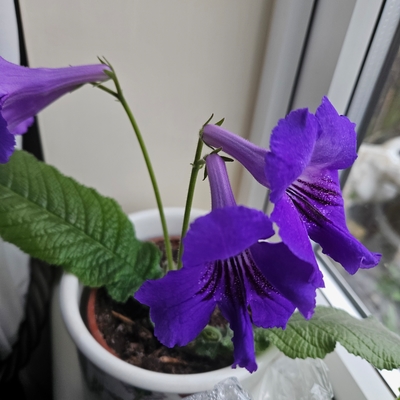 Last years cuttings 
