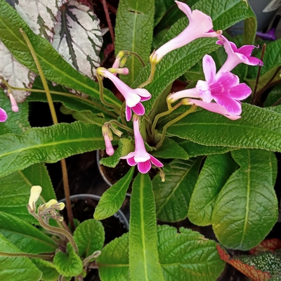 customer photo of Dibleys