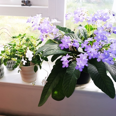 Lynne's Falling Stars: I’ve had in the house for over a year. It sits on a North-East windowsill and is growing in a 17cm diameter pot which I think suits this variety.