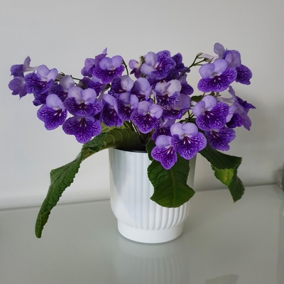 Frosty Diamond. Arrived as plug plant in Spring. So much growth, so many flowers so quickly!. Located on NE facing bathroom window ledge.