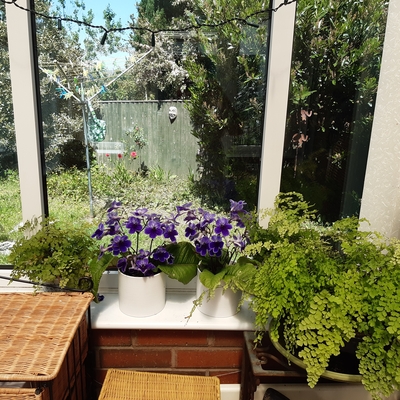 My lovely plants enjoying the sunshine in Corwen