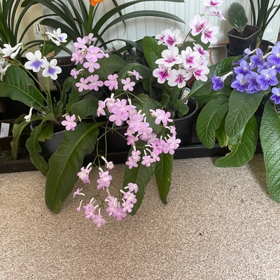 Streptocarpus are having a good summer