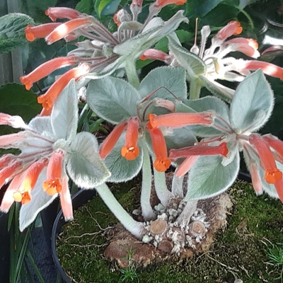 Sinningia Leucotricha