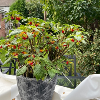 My last parrot plant