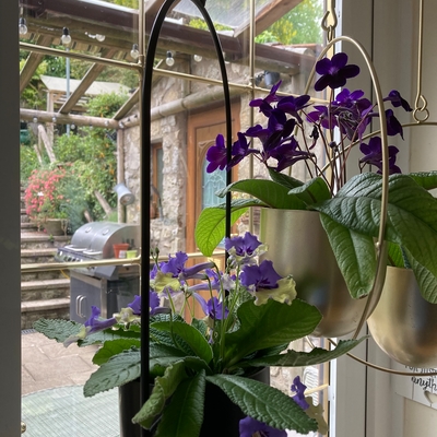 customer photo of Dibleys