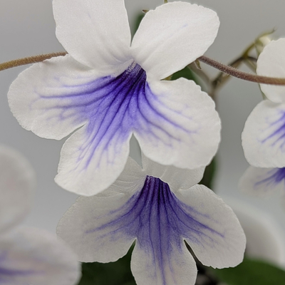 Harlequin Sapphire
