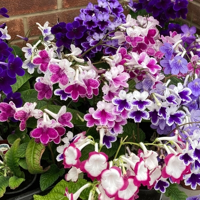 Streptocarpus display 