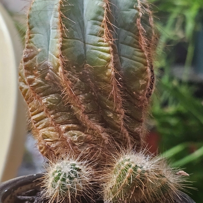 Blue Barrel Cactus - Ferocactus glaucescens