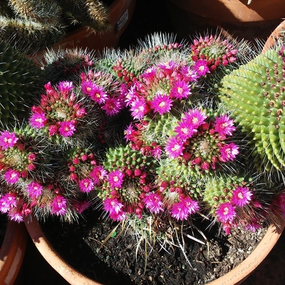 Mammillaria spinosissima cv. Un Pico