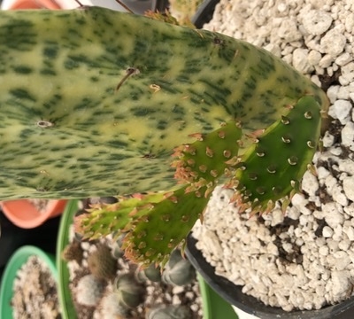 Opuntia Sunburst propagating 