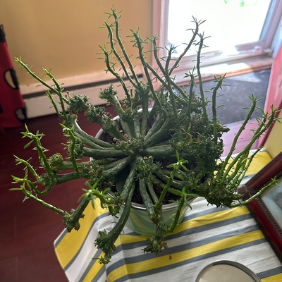 Medusa head