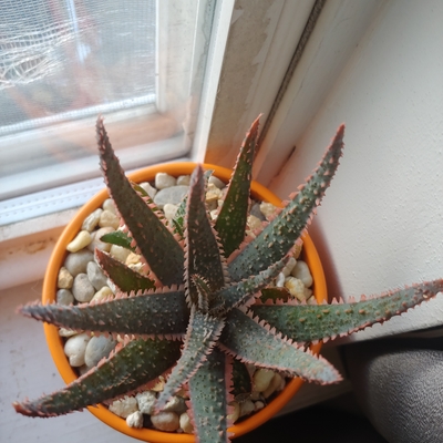 My beautiful aloe Purple Haze