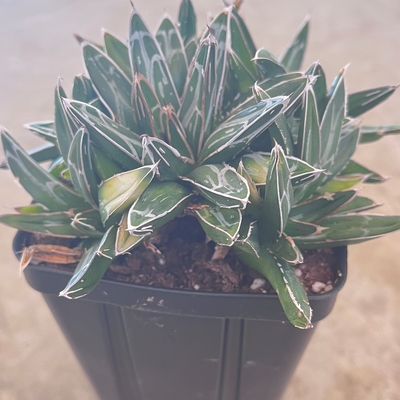 was a gift just want to know what it is