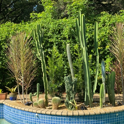 tall cactus love it