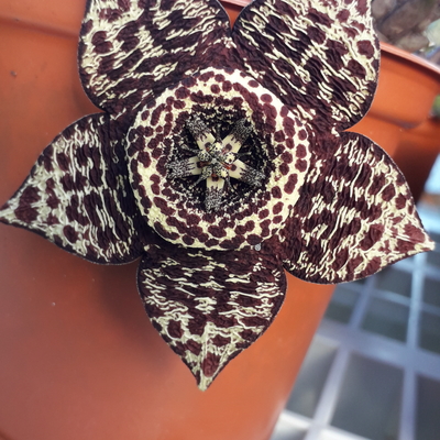 Orbea variegata 