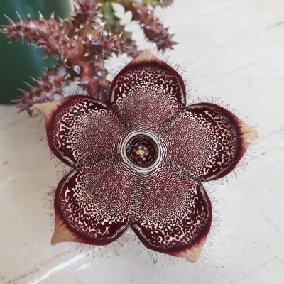 Edithcolea grandis 