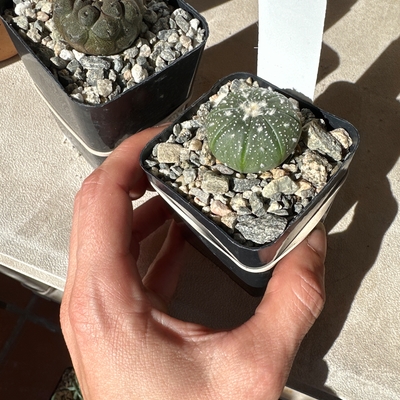Sand dollar cactus is perfect, I often buy plants sight-unseen and this time it paid off
