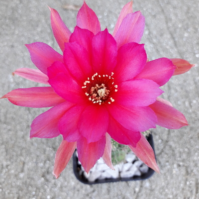 Echinopsis (Chamaecereus) hybrid NoID 