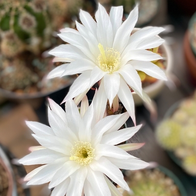 Domino Cactus - Echinopsis subdenudata 'fuzzy navel‘