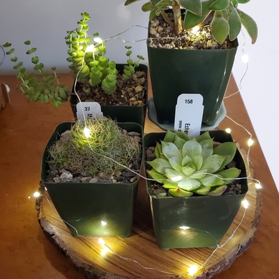 Winter desert plants
