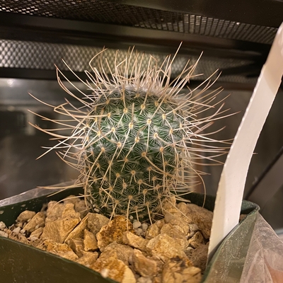 Mammillaria geminispina 