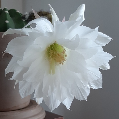 Echinopsis subdenudata