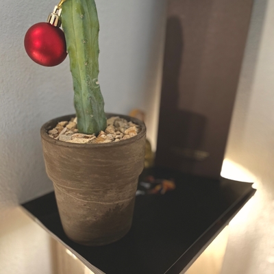 Christmas Cactus Vibes