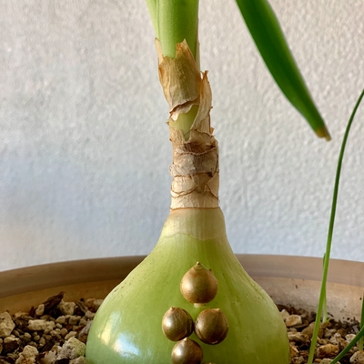 My onion is pregnant 😊