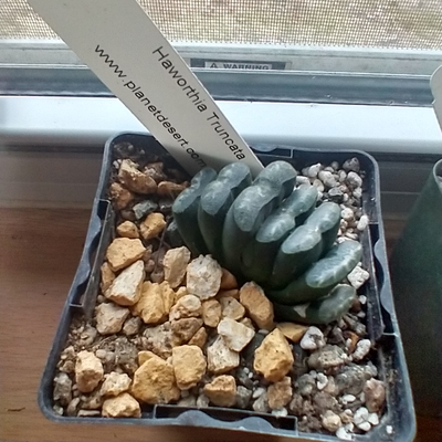 Hawarthia Truncata
