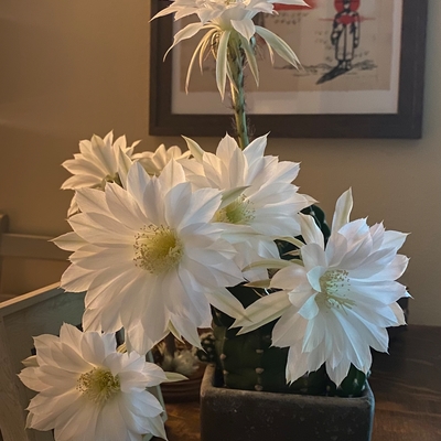 Echinopsis Sub from Planet Desert - in bloom