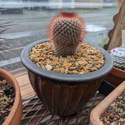 Very cool Golden Barrel Cactus - Echinocactus grusonii