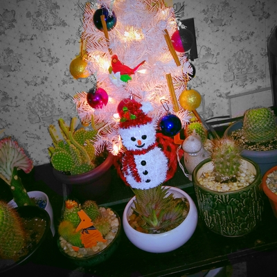 Im dreaming of a Cactus Christmas 🌵