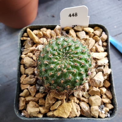 The rebutia i received