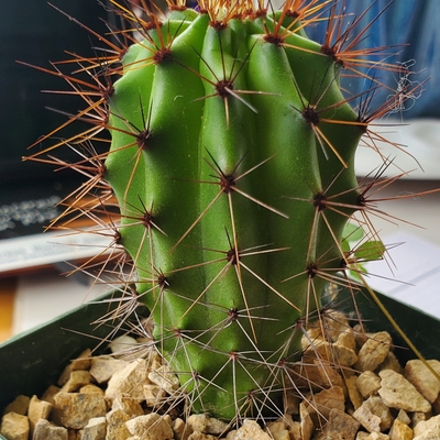 STENOCEREUS THURBERII Organ Pipe