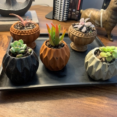 This is on m office side desk.   I make 2" planters and needed good succulents for their display.  Desert Plant has the succulents. 