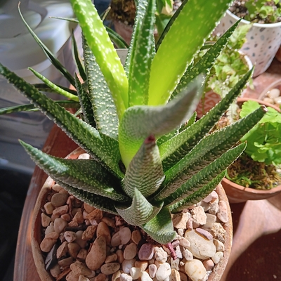 Lovely Gasteraloe