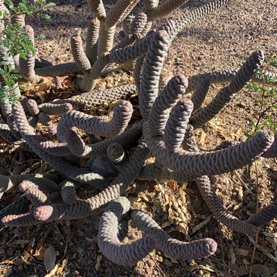 Cactus identification help needed