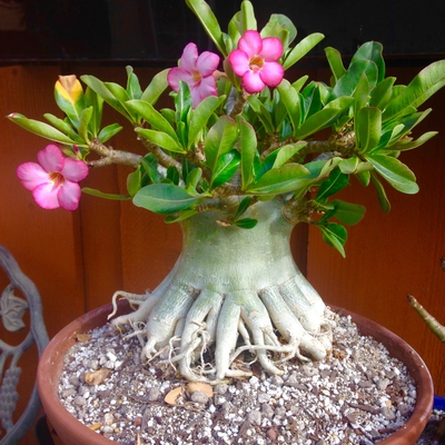 My bonsai adenium rose