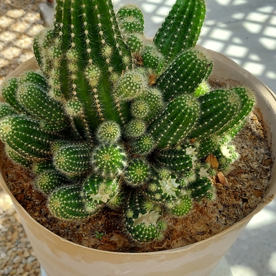 Unknown, I need help with Removal of the pups??