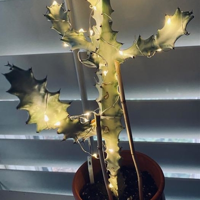 The ghost cactus I received about six years ago, kicking up its heel for the holidays. 