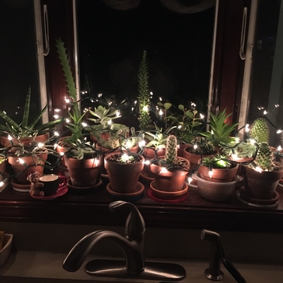 plants on bay window with holiday lights