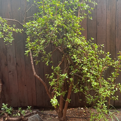 Elephant bush 