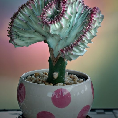 Euphorbia lactea crest grafted