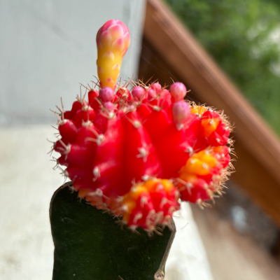 Moon cactus about to bloom