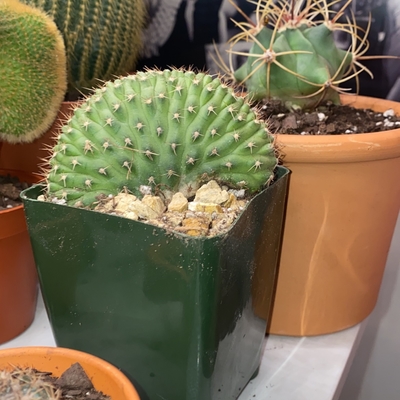 Cactus